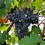 Διαμέρισμα Fig Tree