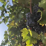 Διαμέρισμα Fig Tree *