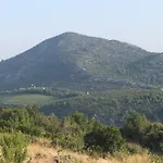Fig Tree Komarna