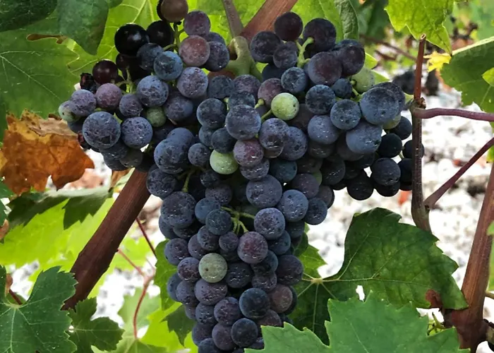 Διαμέρισμα Fig Tree