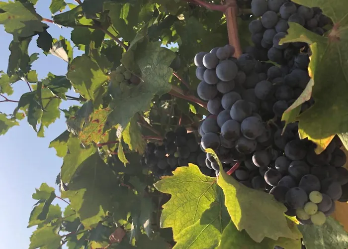 Διαμέρισμα Fig Tree *