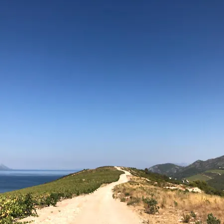 Daire Fig Tree Komarna