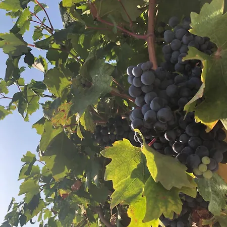 Apartmán Fig Tree *
